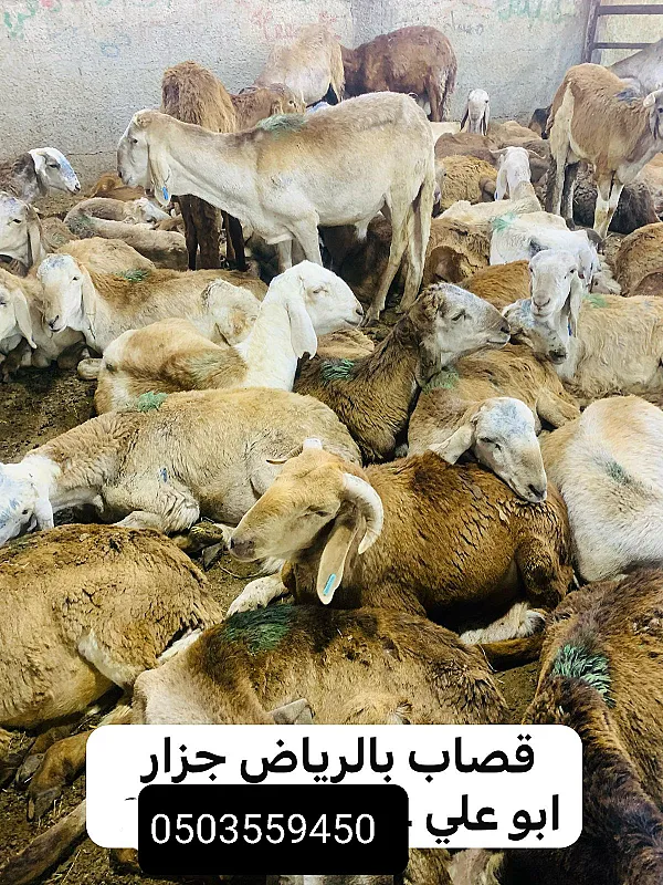 جزارين و قصابين ماهرين بالرياض 0503559450