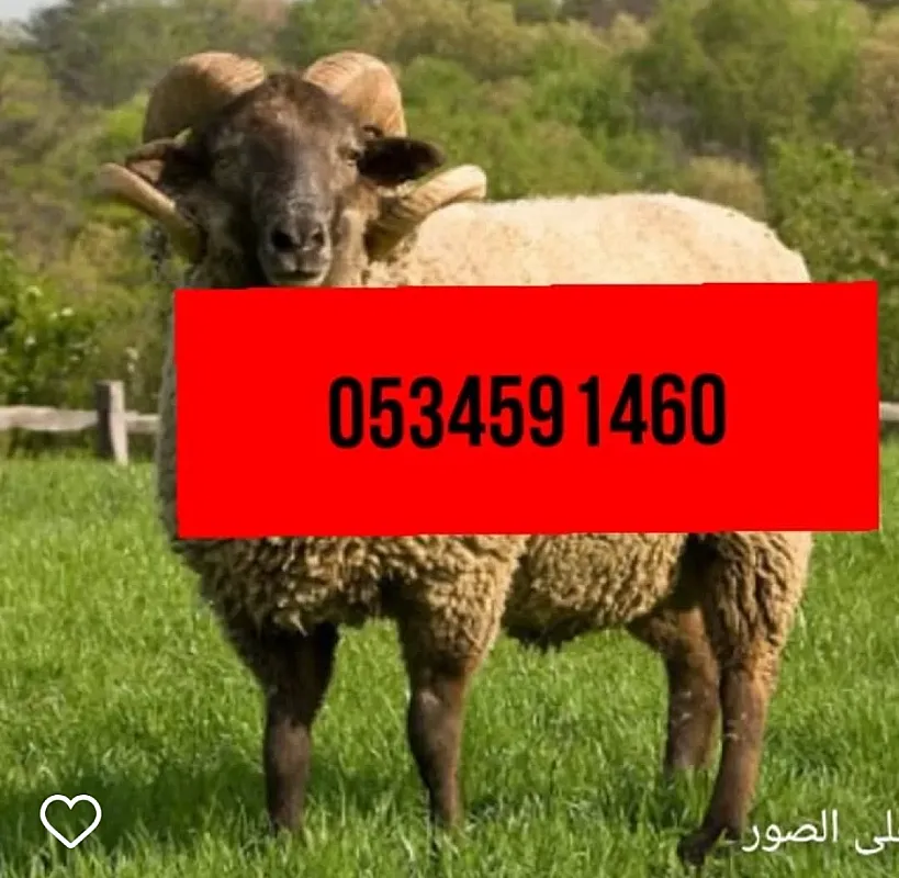 رقم قصاب ماهر بالرياض 0َ534591460 ذبح جزار ابوجود