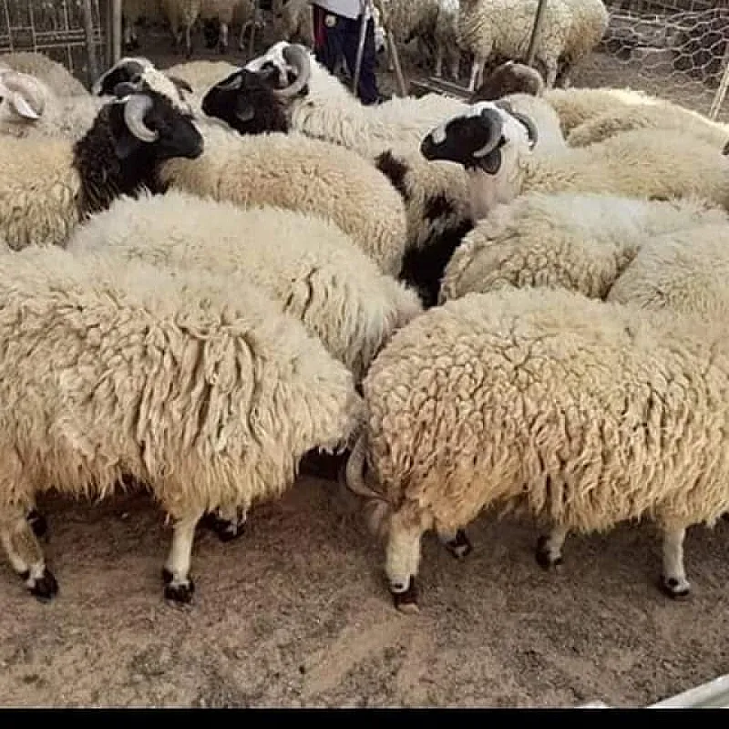 قصاب لزبح الأضاحي بالرياض 0َ503559450