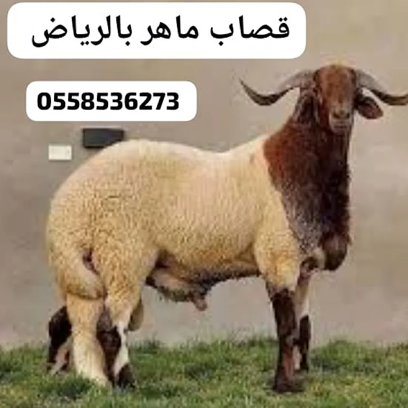 جزار ماهر بالرياض 0َ558536273 قصاب